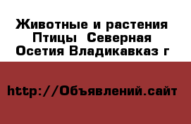 Животные и растения Птицы. Северная Осетия,Владикавказ г.